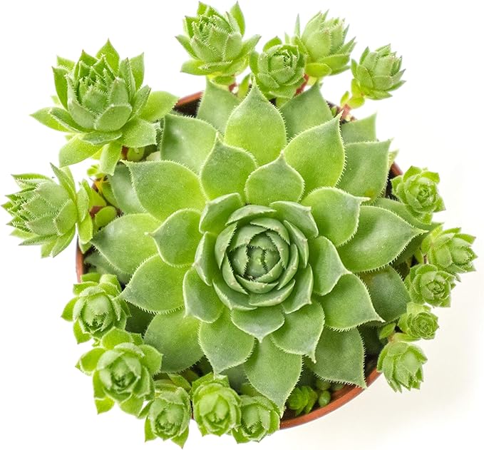 Sempervivum Succulents Plants Live Indoor Plants (3PK), Sempervivum Plants Live Houseplants, Hen and Chicks Live Plants Indoor House Plants, Rosette Succulent Plants in Plant Pots by Plants for Pets