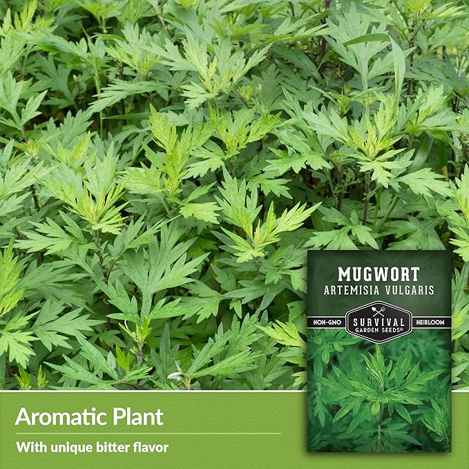 Common Mugwort Seed for Planting - 5 Packets with Instructions to Plant and Grow Artemisia Vulgaris in Your Home Vegetable Garden - Non-GMO Heirloom Variety - Survival Garden Seeds