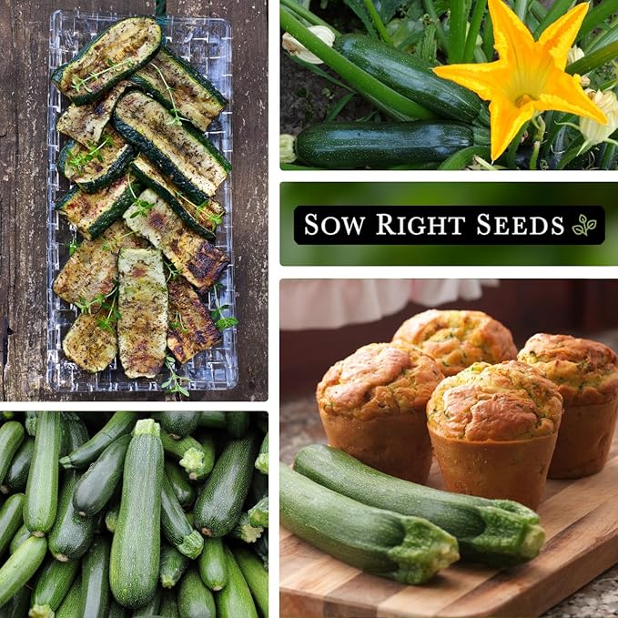 Sow Right Seeds - Black Beauty Zucchini Seeds for Planting - Non-GMO Heirloom Packet with Instructions to Plant a Home Vegetable Garden - Summer Squash - Classic Zucchini Good for Large Containers (1)