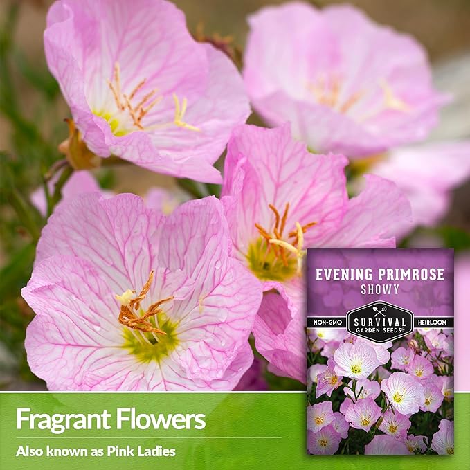 Showy Evening Primrose Seed for Planting - 1 Packet with Instructions to Plant and Grow Pinkladies in Your Home Flower Garden - Non-GMO Heirloom Variety - Survival Garden Seeds - Mexican Primrose