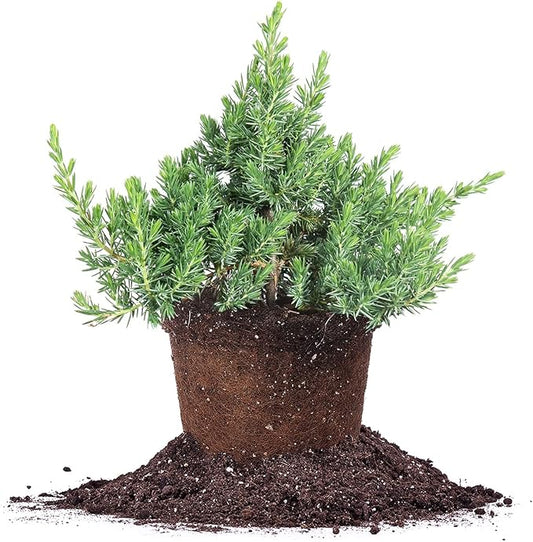 Perfect Plants Blue Pacific Juniper Shrub 1 Gallon | Real Live Outdoor Plant | Exotic Groundcover Perennial | Evergreen Foliage All Year Long