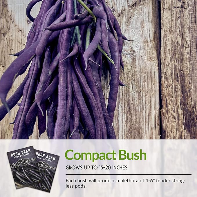 Survival Garden Seeds - Royal Burgundy Bean Seed for Planting - Packet with Instructions to Plant and Grow Stringless Purple Bush Beans in Your Home Vegetable Garden - Non-GMO Heirloom Variety
