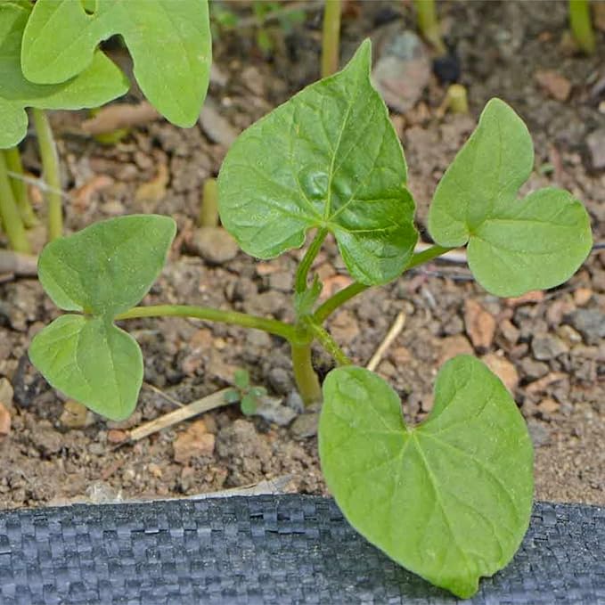 Seed Needs Black Kniolas Morning Glory Seeds for Planting - Heirloom & Open Pollinated Annual Vines - Cover a Fence or Trellis in Deep Purple Almost Black Flowers (5 Packs)