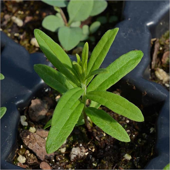 Seed Needs Orange Butterfly Milkweed Seeds for Planting - Heirloom & Untreated - Grow a Butterfly Garden to Attract Monarch Butterflies & Pollinators (1 Pack)