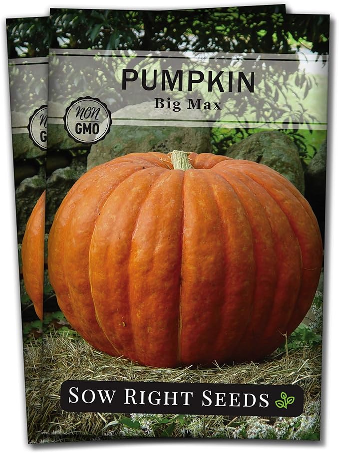 Sow Right Seeds - Big Max Pumpkin Seeds for Planting - Non-GMO Heirloom Packet with Instructions to Plant a Home Vegetable Garden - Decorative Autumn Variety for Carving - Giant Fast Growing (2)