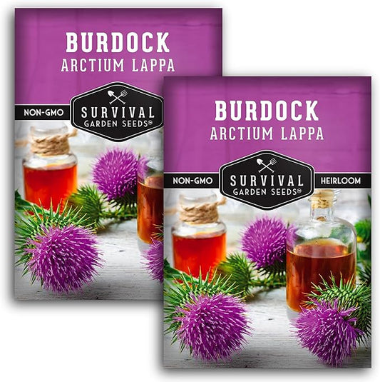 Burdock Seed for Planting - 2 Packets with Instructions to Plant and Grow Burdock Root (GOBO) in Your Home Vegetable Garden - Non-GMO Heirloom Variety- Survival Garden Seeds