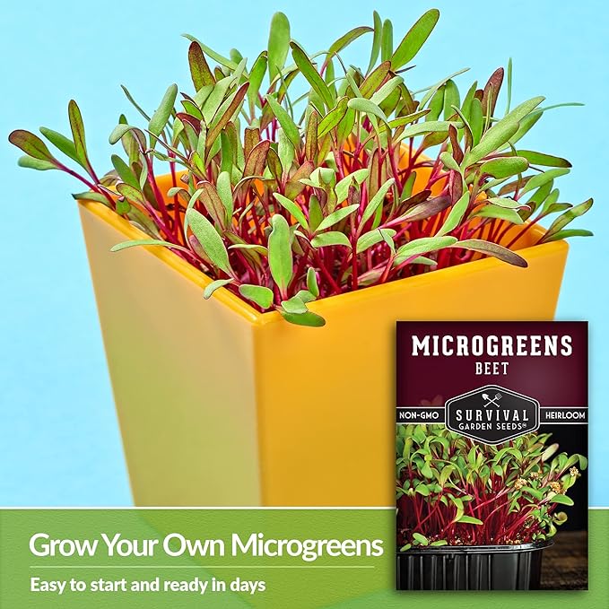5 Packs Beet Microgreens Seeds for Planting and Growing - Plant Green Leafy Micro Vegetable Plants Indoors - Grow Your Own Mini Windowsill Garden - Non-GMO Heirloom - Survival Garden Seeds
