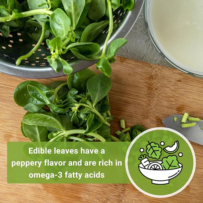Sow Right Seeds - Purslane Seeds for Planting - Non-GMO Heirloom Packet with Instructions to Grow an Outdoor or Indoor Vegetable Garden - Rare Edible & Culinary Variety - Medicinal Benefits & Uses (1)