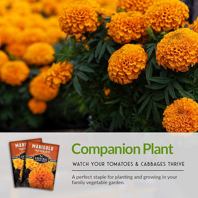 Survival Garden Seeds - Crackerjack Marigold Seed for Planting - 1 Packet with Instructions to Plant & Grow in Your Home Vegetable Garden - Non-GMO Heirloom Variety