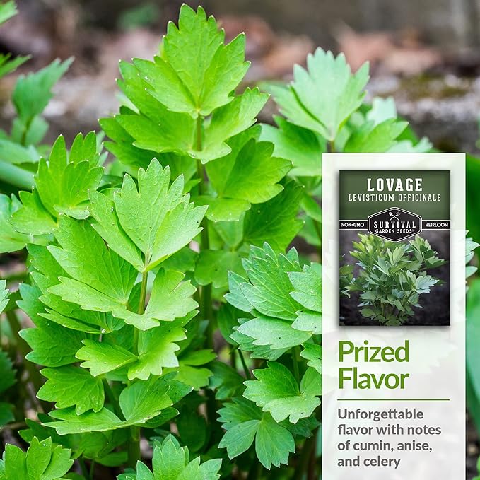 Survival Garden Seeds - Lovage Seed for Planting - 1 Pack with Instructions to Plant and Grow Perennial Levisticum Officinale Culinary Herb in Your Home Vegetable Garden - Non-GMO Heirloom Variety