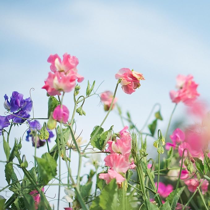 The Old Farmer's Almanac Sweet Pea Seeds (Knee High Mix) - Approx 10 Flower Seeds - Premium Non-GMO, Open Pollinated, USA Origin