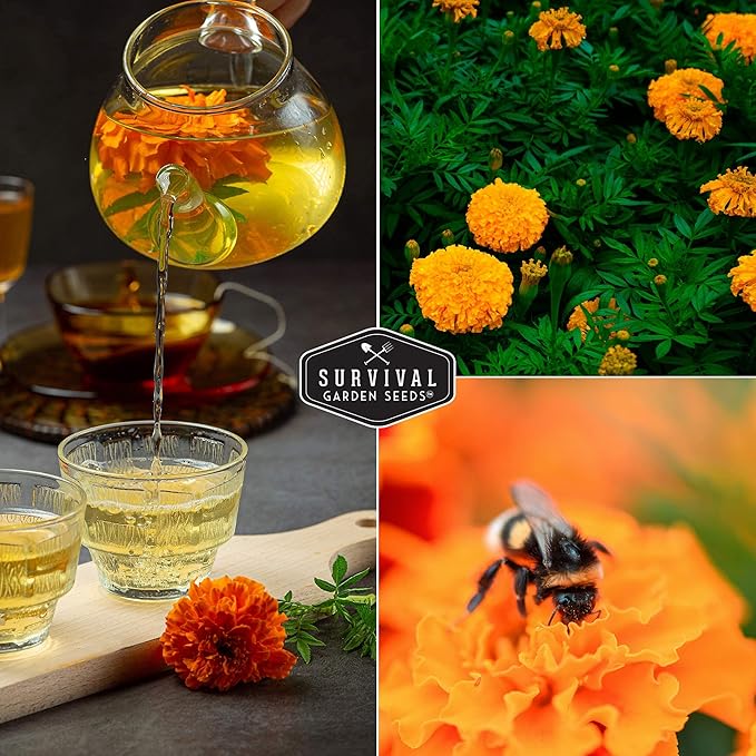 Survival Garden Seeds - Crackerjack Marigold Seed for Planting - 2 Packs with Instructions to Plant and Grow in Your Home Vegetable Garden - Non-GMO Heirloom Variety