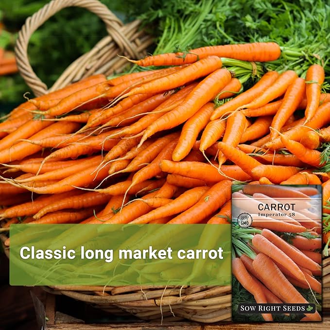 Sow Right Seeds - Imperator 58 Carrot Seed for Planting - Non-GMO Heirloom Packet with Instructions to Plant a Home Vegetable Garden - Indoors or Outdoors - Long Variety, Super Sweet (2)