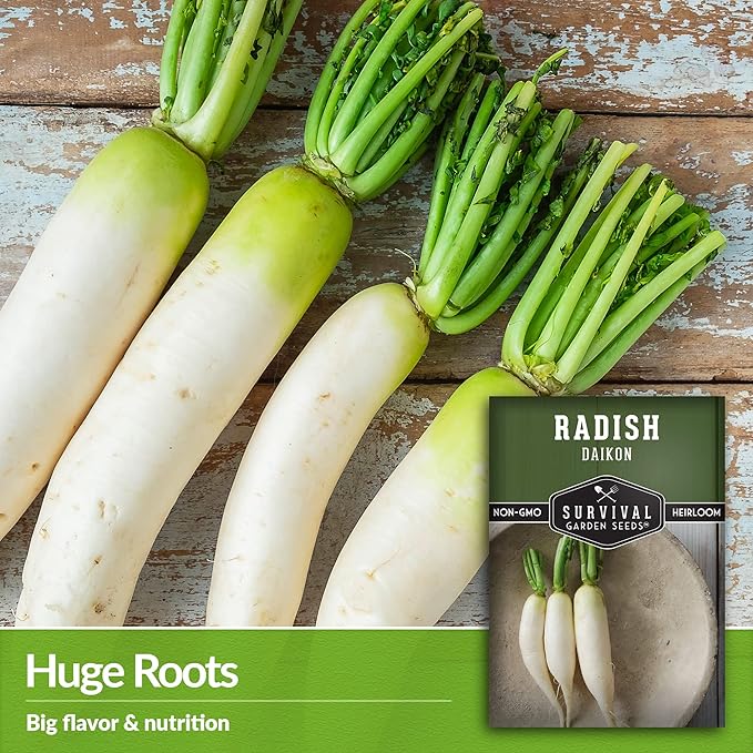 Survival Garden Seeds - Daikon Radish Seed for Planting - 2 Packs with Instructions to Plant and Grow Japanese Radish Vegetables in Your Home Vegetable Garden - Non-GMO Heirloom Variety