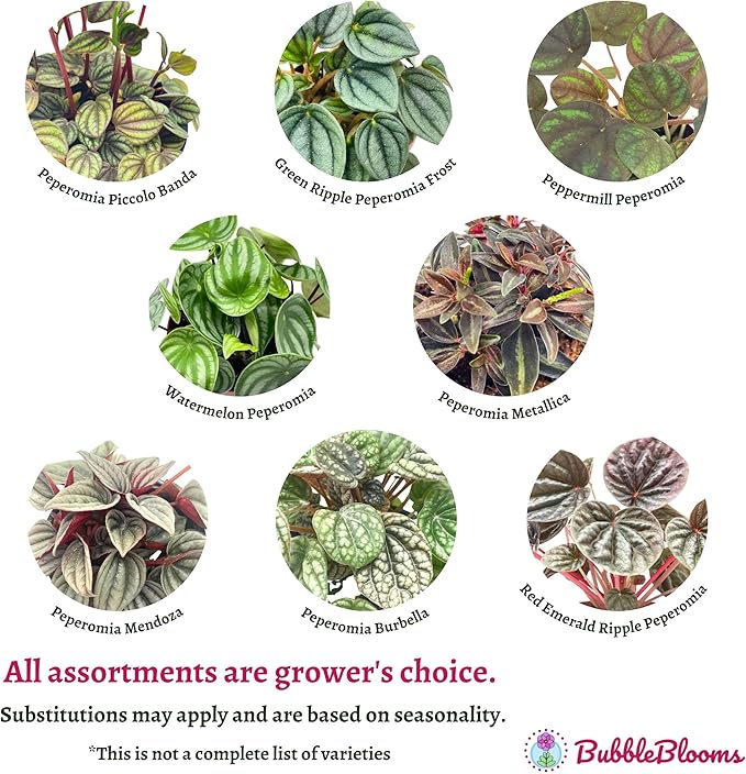 BubbleBlooms Peperomia Assortment, 6 Different peperomias in 2 inch pots Grower's Choice