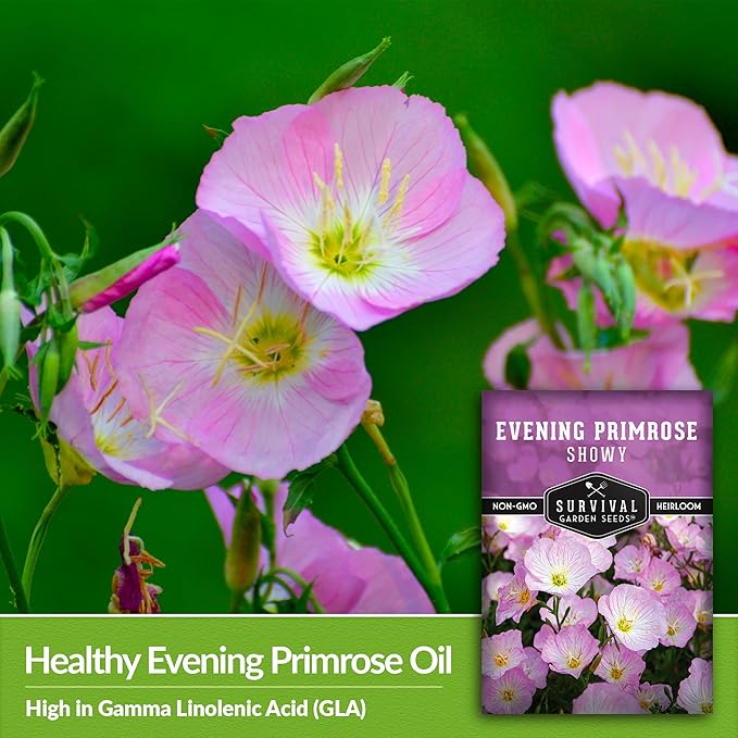 Showy Evening Primrose Seed for Planting - 2 Packets with Instructions to Plant and Grow Pinkladies in Your Home Flower Garden - Non-GMO Heirloom Variety - Survival Garden Seeds - Mexican Primrose