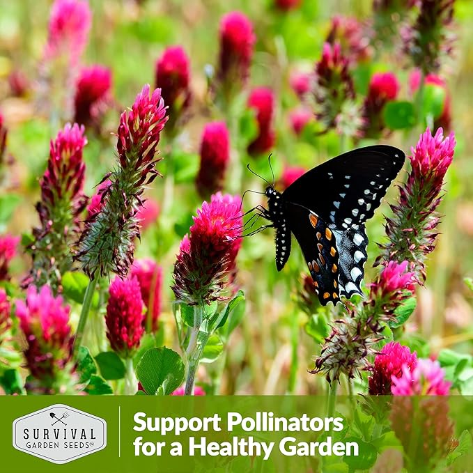 Crimson Clover Seed for Planting - 2 Packets with Instructions to Plant & Grow Flowers or Cover Crop in Your Home Vegetable Garden - Non-GMO Heirloom Variety - Survival Garden Seeds