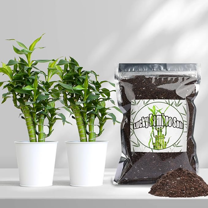 Premium Lucky bamboo Soil Mix 1qt, Indoor Plants Potting Mix for All Potted Luncky bamboo, Promote Healthy Growth and Longevity