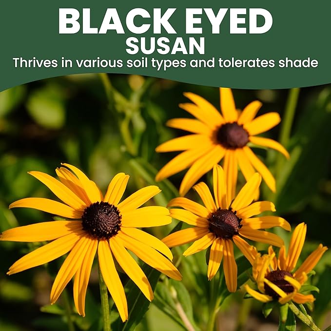 Black Eyed Susan - Large 2,500mg Envelope - 6,000 Flower Seeds for Planting - Rudbeckia hirta