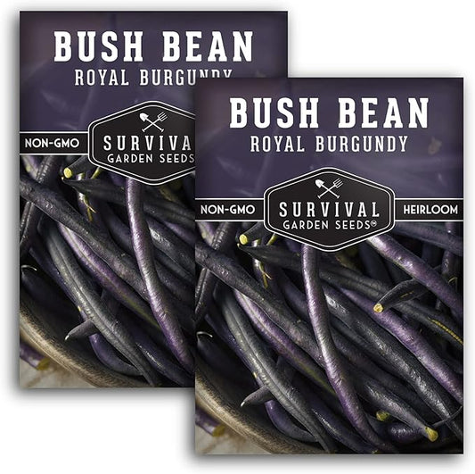 Survival Garden Seeds - Royal Burgundy Bean Seed for Planting - 2 Packs with Instructions to Plant and Grow Stringless Purple Bush Beans in Your Home Vegetable Garden - Non-GMO Heirloom Variety
