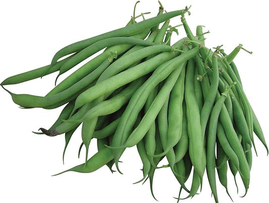 Burpee Stringless Green Pod Bush Bean Seeds 4 ounces of seed