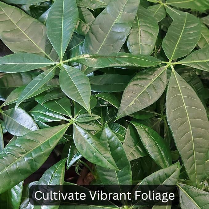 Money Tree Soil (4 Quarts), Soil Mix for Planting or Repotting Money Tree, Soil Blended to Properly Grow Money Tree Plants