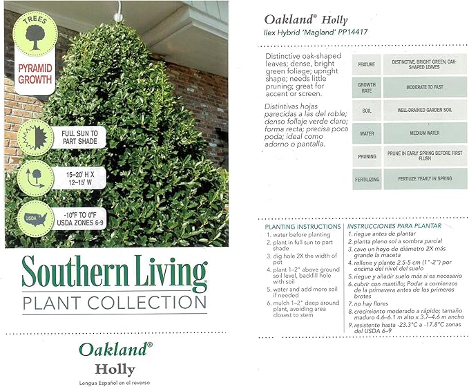 3 Gallon Southern Living Plant Collection Holly Oakland Shrub
