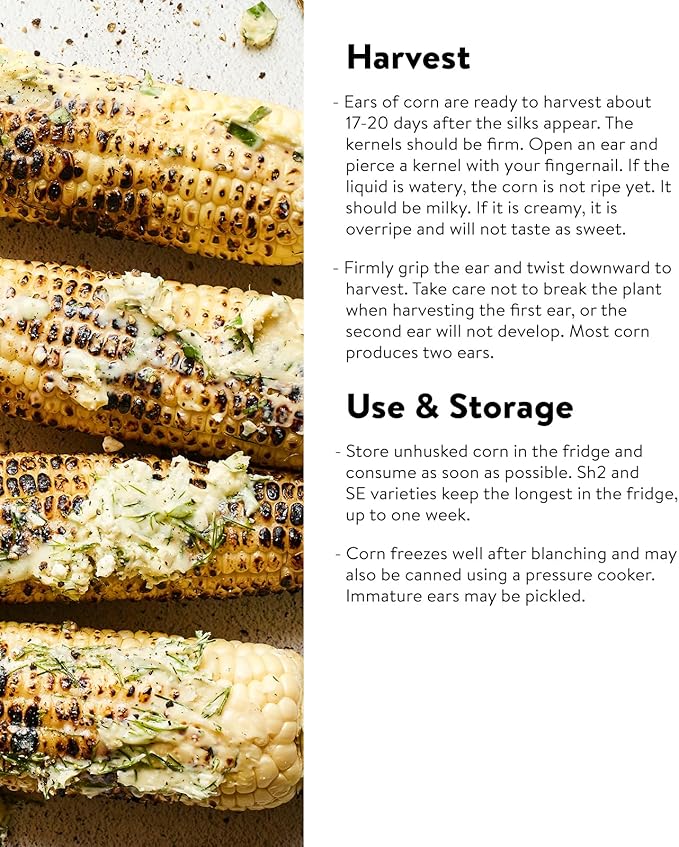 Burpee Golden Bantam Sweet Corn Seeds 200 seeds