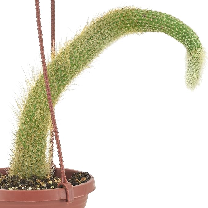 Arcadia Garden Products Live Monkey Tail Cactus Indoor Houseplant in Plastic Hanging Basket, Cleistocactus Colademononis Blooming Succulent Plant Gift for Home and Garden Decor, 4-inch