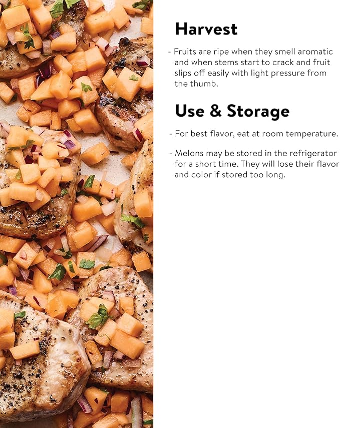 Burpee Hale's Best Jumbo Cantaloupe Melon Seeds 200 seeds