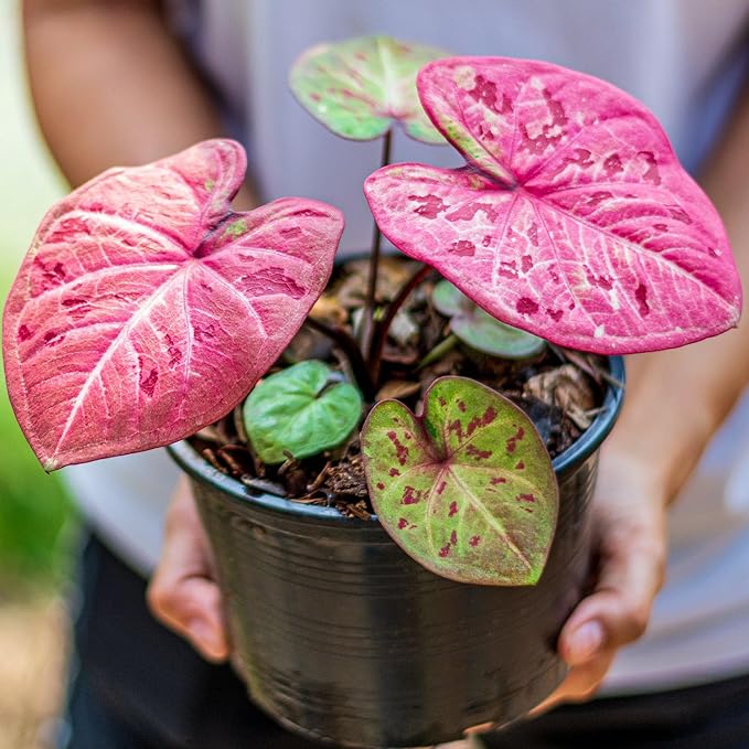Caladium Plant Potting Soil - Enhance Colorful Beauty and Health with Professional Grade Nutrient-Rich Mix - 3 Quart