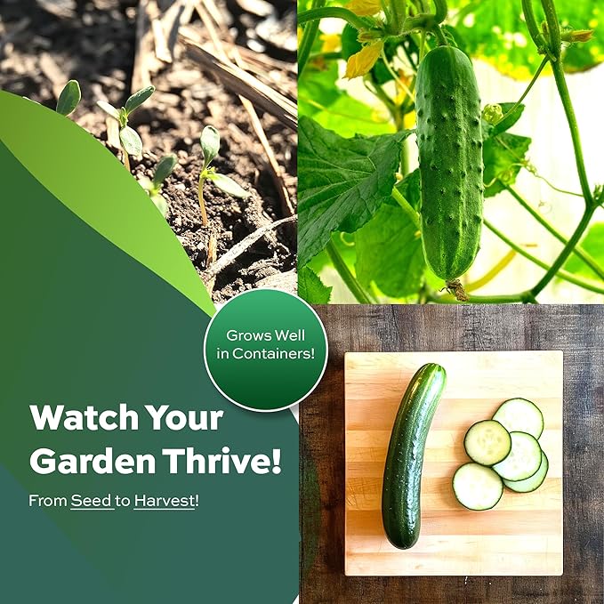 Spacemaster Cucumber Seeds - Heirloom Non-GMO USA Grown - Compact Bush Variety Produces 8" Cucumbers on Compact Vines Perfect for Small Spaces and Container Gardening - by RDR Seeds