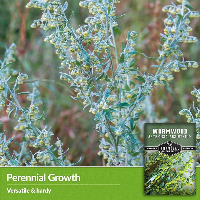 Wormwood Seeds for Planting - 5 Packets with Instructions to Plant and Grow Beneficial Medicinal Herbs in Your Home Herb Garden - Non-GMO Heirloom Variety - Survival Garden Seeds