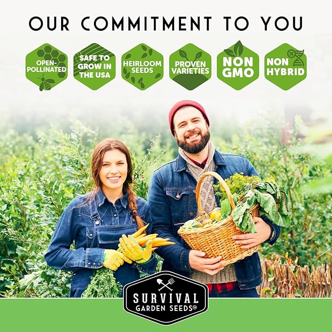 Survival Garden Seeds - Chiba Green Soybean Seed for Planting - 2 Packs with Instructions to Plant and Grow Protein-Rich Edamame Pods in Your Home Vegetable Garden - Non-GMO Heirloom Variety