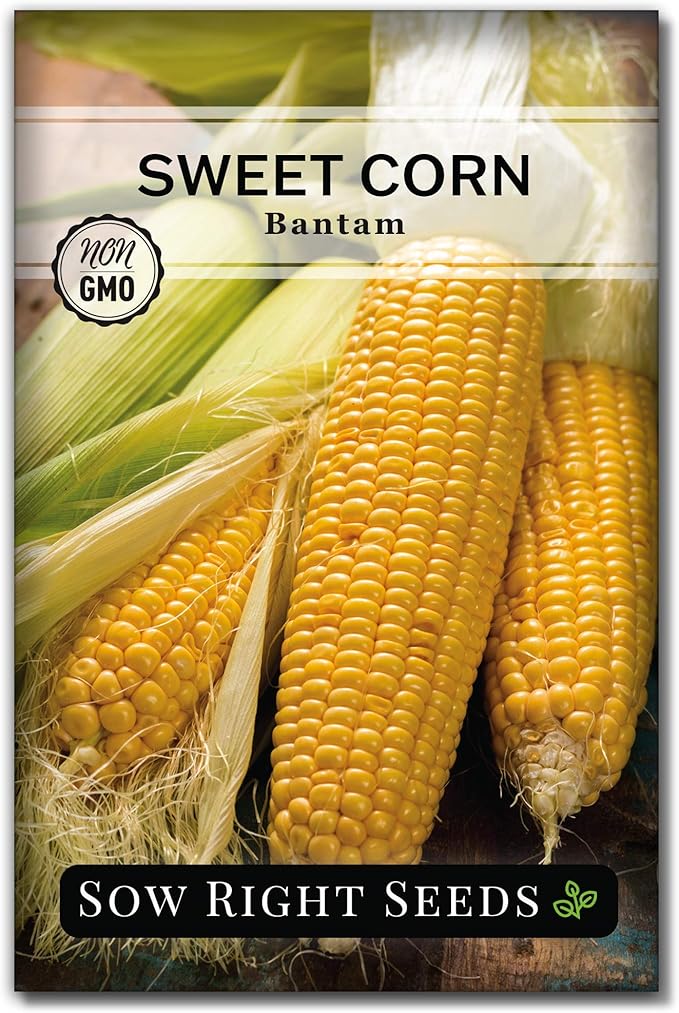 Sow Right Seeds - Bantam Sweet Corn Seed for Planting - Non-GMO Heirloom Packet with Instructions to Plant a Home Vegetable Garden - Grow Sweet Yellow Corn on The Cob - Tall Variety (1)
