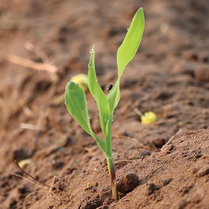 Seed Needs 230+ Peaches & Cream Sweet Corn Seeds for Planting - Non-GMO, Hybrid & Untreated - Organically Grow Your Own Home Grown Vegetable Garden (Bulk)