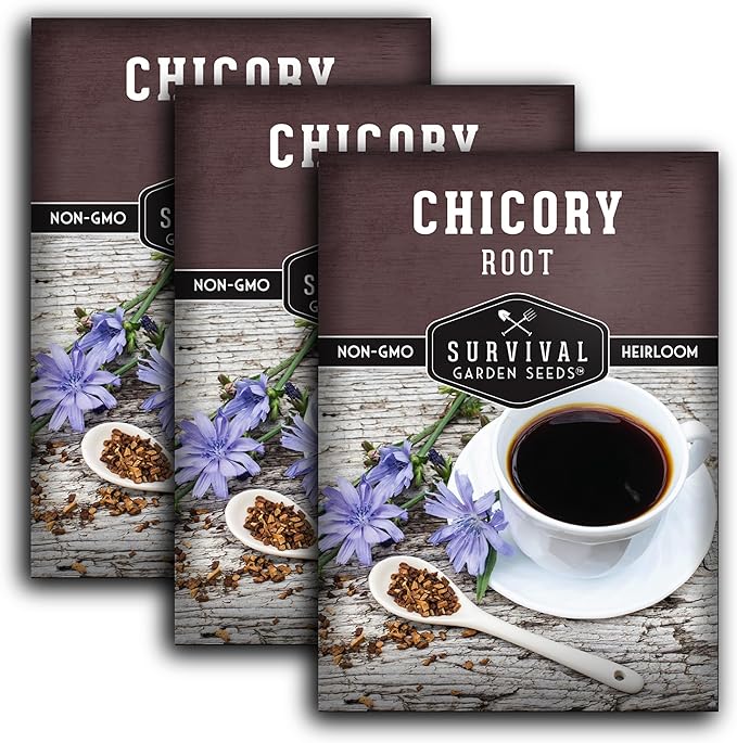 Root Chicory Seed for Planting - 3 Packets with Instructions to Plant and Grow Coffee Chicory in Your Home Vegetable Garden - Non-GMO Heirloom Variety - Survival Garden Seeds
