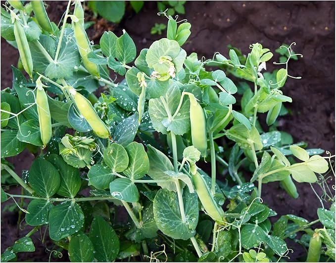 Peas Little Marvel Sweet Dwarf Bush Pea 50 Seeds (Pisum sativum) No GMO – Open Pollinated - Heirloom