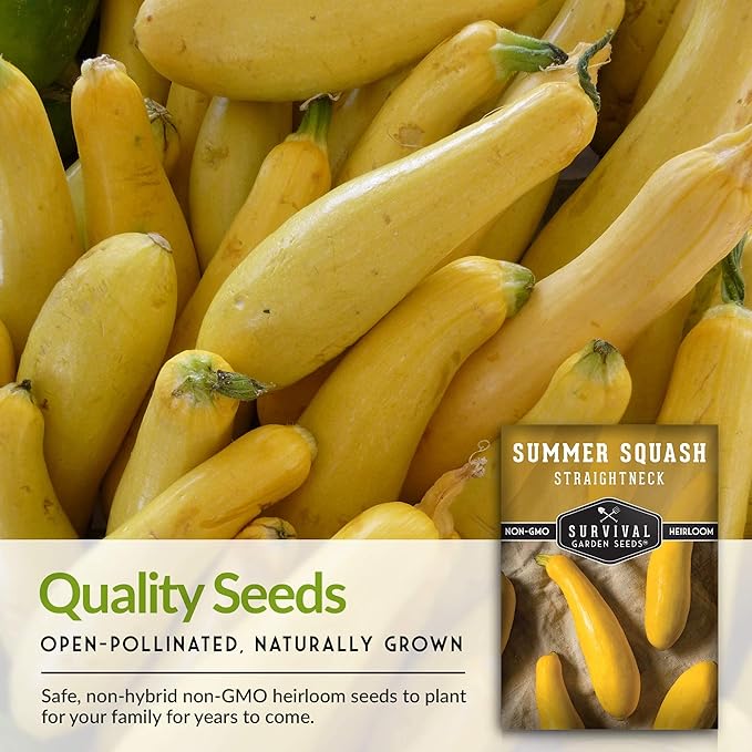 Survival Garden Seeds - Straightneck Summer Squash Seed for Planting - 3 Packs with Instructions to Plant and Grow Yellow Squash in Your Home Vegetable Garden - Non-GMO Heirloom Variety
