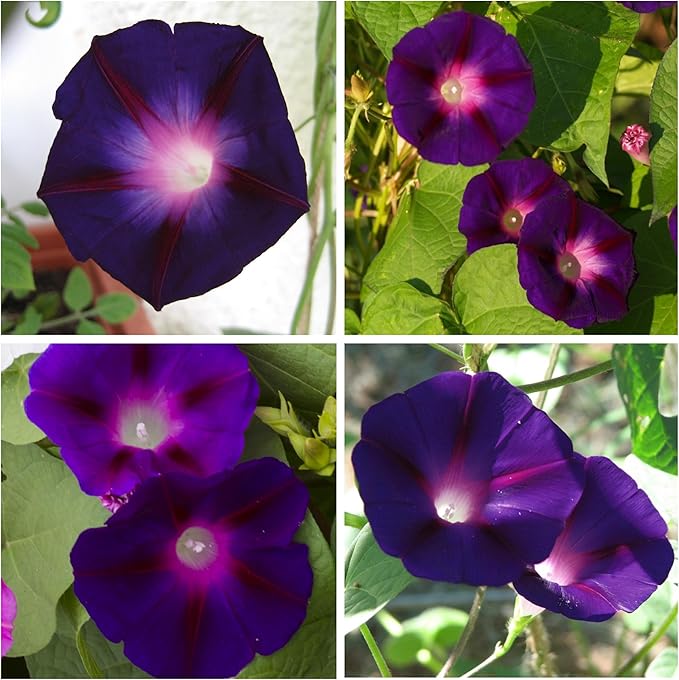 Seed Needs Black Kniolas Morning Glory Seeds for Planting - Heirloom & Open Pollinated Annual Vines - Cover a Fence or Trellis in Deep Purple Almost Black Flowers (5 Packs)