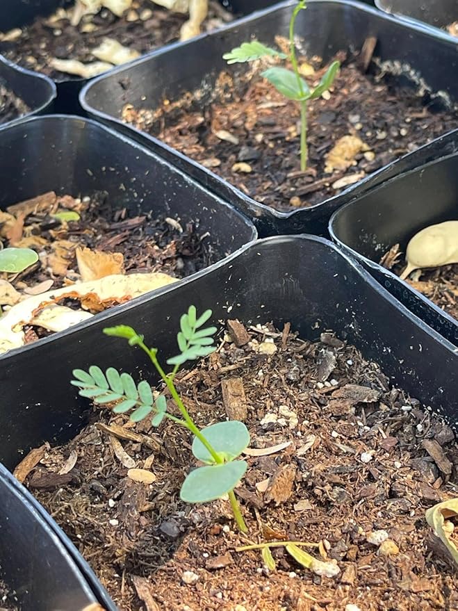 Drought-Tolerant Honey Mesquite (Prosopis) Tree Seeds (50+ Seeds) | Hardy, Fast-Growing | Perfect for Low-Water Gardens & Sustainable Landscaping