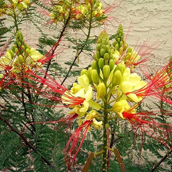 CHUXAY GARDEN Rare Yellow Bird of Paradise Seeds for Planting Outdoors Caesalpinia Gilliesii Seed 5 Seeds Perennial Drought Tolerant Poinciana Shrub Showy Privacy Plant Ornamental Flower