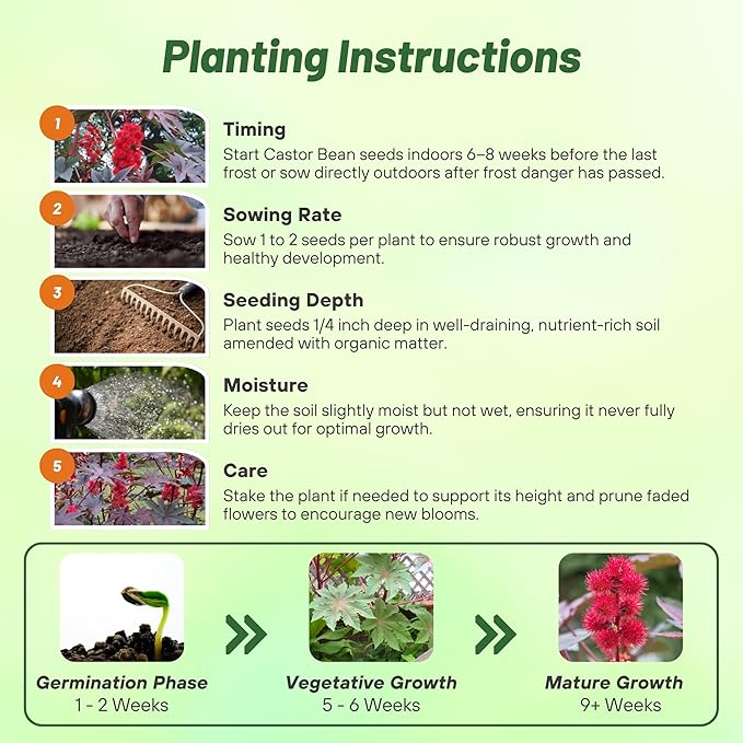 Outsidepride 100 Seeds Annual Ricinus Communis Castor Bean Impala Flower Seeds for Planting