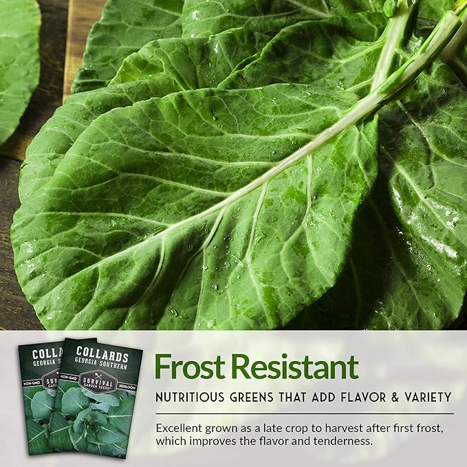 Survival Garden Seeds - Georgia Southern Collards Seed for Planting - Pack with Instructions to Plant and Grow Healthy Collard Greens in Your Home Vegetable Garden - Non-GMO Heirloom Variety - 3 Packs