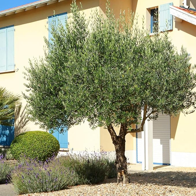 PERFECT PLANTS Arbequina Olive Live Plant, 2-3ft, Includes Care Guide