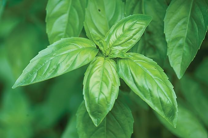 Burpee Genovese Basil Seeds 400 seeds
