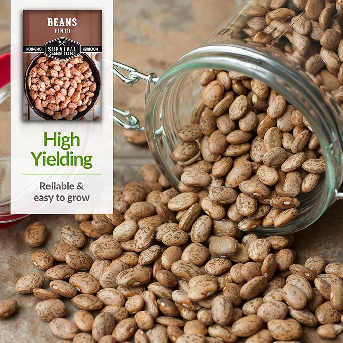 Pinto Bean Seeds for Planting - 5 Packets with Instructions for Growing Mottled/Peruano Beans in The Home Vegetable Garden - Non-GMO Open-Pollinated Heirloom & Untreated - Survival Garden Seeds