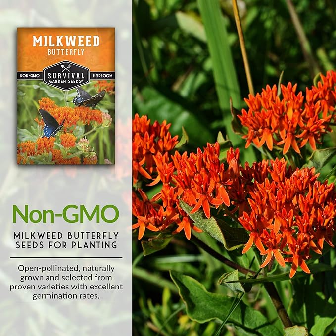 Butterfly Milkweed Seeds for Planting - Pack with Instructions to Grow Asclepias Tuberosa - Attract Butterflies & Help Conservation - Non-GMO Heirloom Open-Pollinated - Survival Garden Seeds