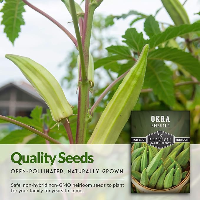 Survival Garden Seeds - Emerald Okra Seed for Planting - Packet with Instructions to Plant and Grow Tender and Large Okra in Your Home Vegetable Garden - Non-GMO Heirloom Variety - 5 Pack