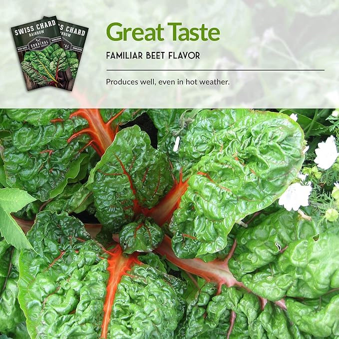 Survival Garden Seeds - Rainbow Swiss Chard Seed for Planting - 5 Packs with Instructions to Plant and Grow Colorful Stalked Vegetable Greens in Your Home Vegetable Garden - Non-GMO Heirloom Variety